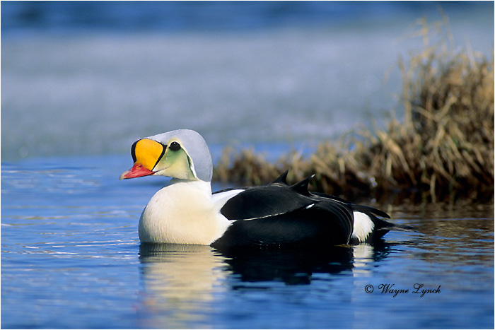King Eider 108 by Dr. Wayne Lynch &copy;